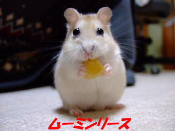 リース２.JPG
