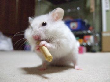 あまえんぼう３.jpg