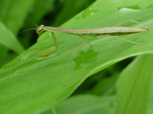 カマキリ090625.jpg