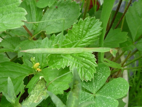 カマキリ090710.JPG