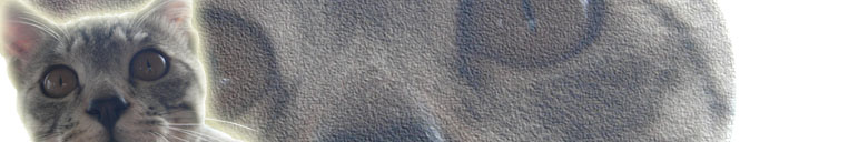 ◆ 恋する猫の惑星 ◆