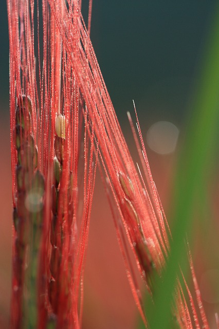 ブータン赤米