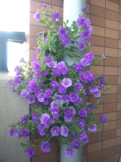 ぺティーちゃん　花盛り～♪