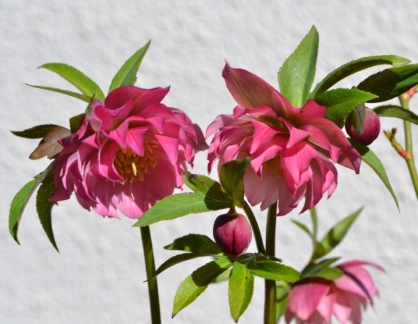 クリスマスローズ　ライトピンク