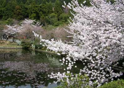 龍安寺桜苑