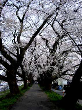 足羽川桜3