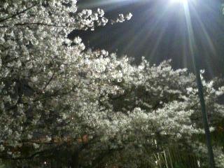 夜の公園（夜桜）
