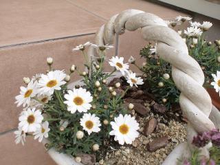 名前わからない・・・