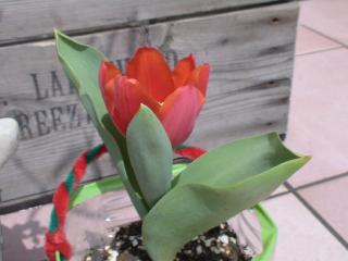 チューリップ
