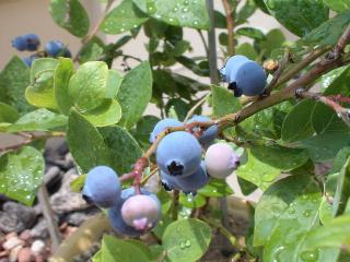 ブルーベリーの実