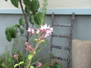 何かハーブのお花