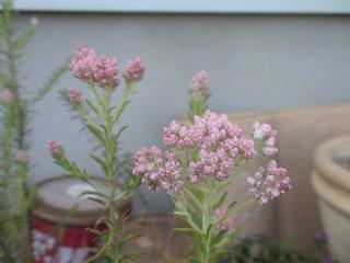 名前わからない・・・
