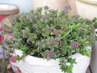 咲きそうなタイム