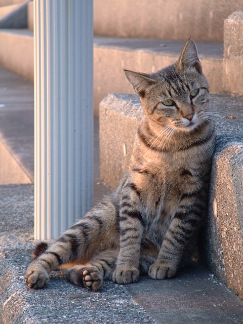 ねこ