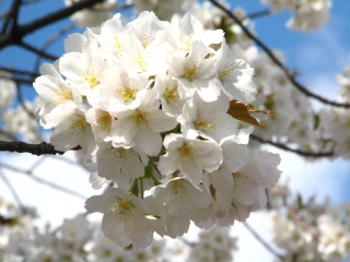 090404meguro_sakura055.jpg