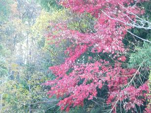 城跡の紅葉