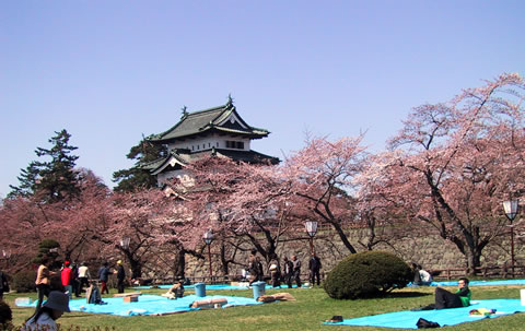 みちのく桜