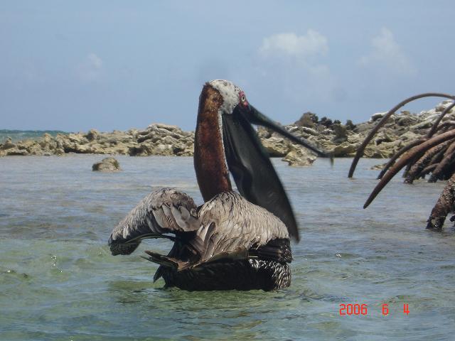 Ｐｅｌｉｃａｎ