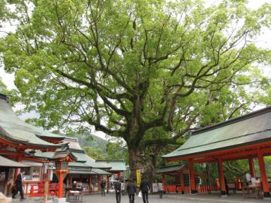 那智大社の楠