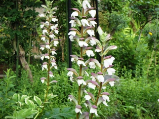 DSC00528.JPG
