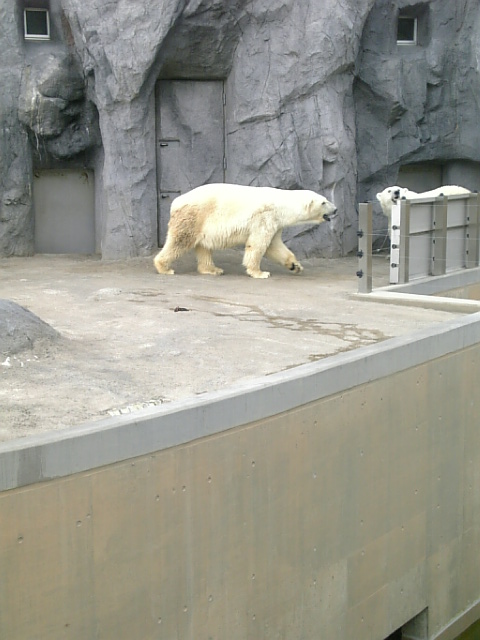 旭山動物園白熊