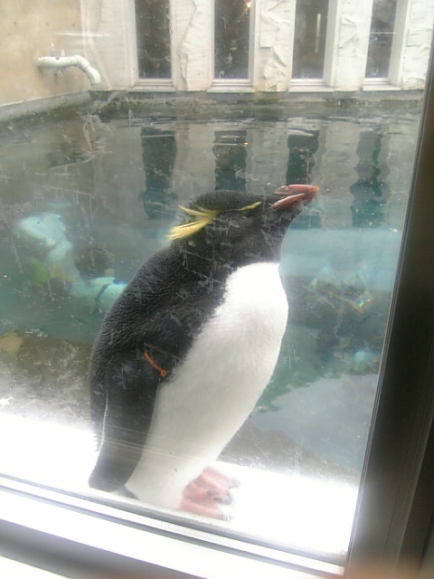 旭山動物園ペンギン