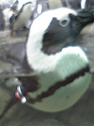 サンシャイン水族館の目つきの悪いペンギン
