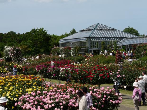 京成バラ園