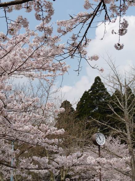 茂原公園