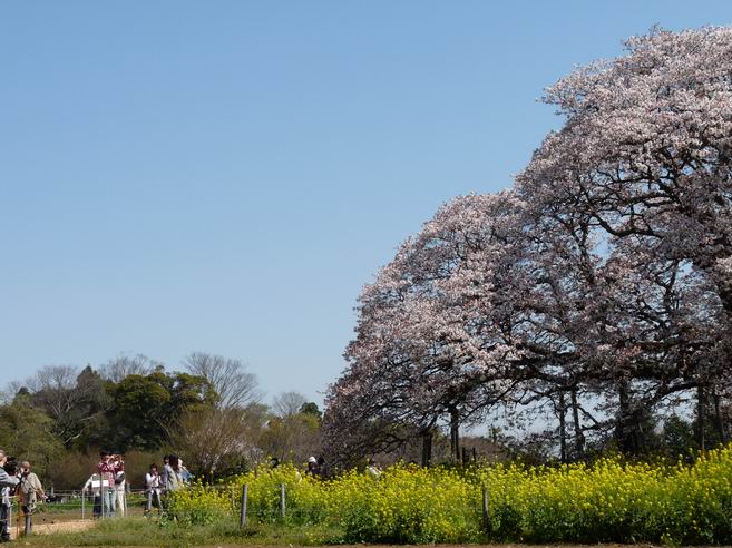 吉高の大桜