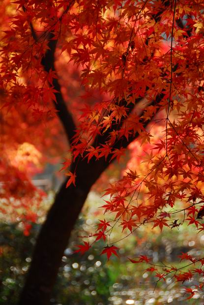 泉自然公園