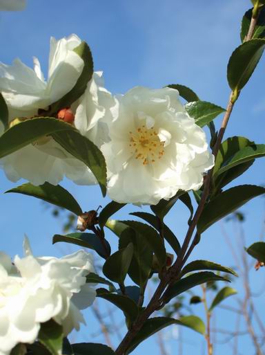 山茶花