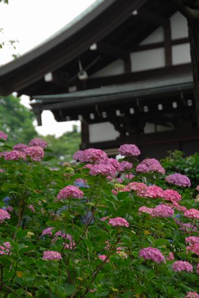 本土寺