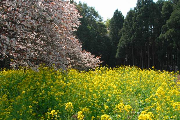 吉高の大桜