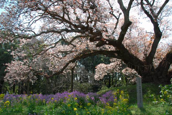 吉高の大桜