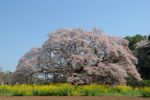 吉高の大桜