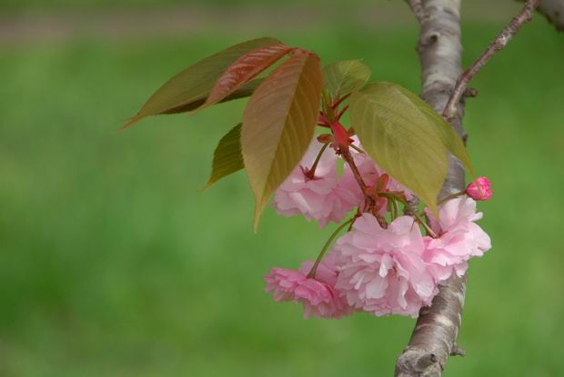 八重桜