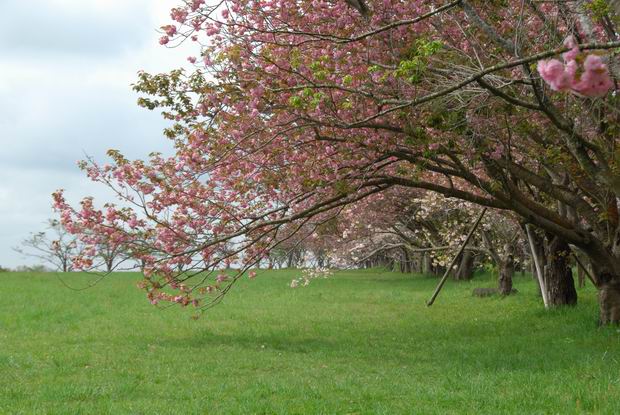 八重桜