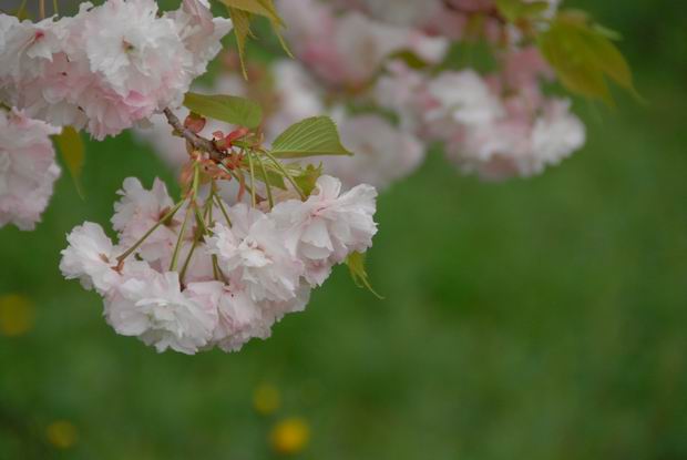 八重桜