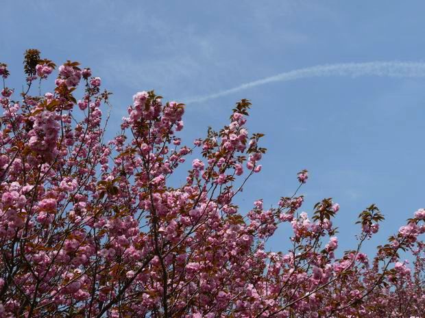 八重桜・・・空と