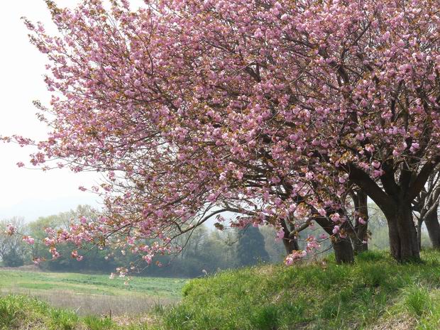 小道の大桜