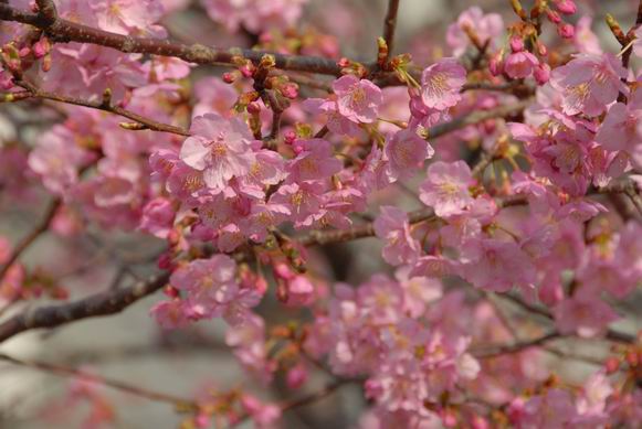 河津桜