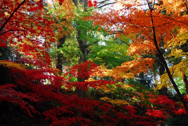 本土寺