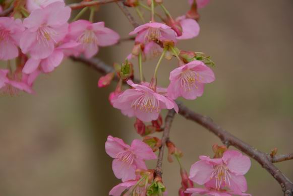 河津桜