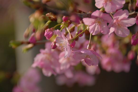 河津桜