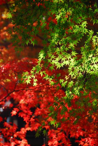 本土寺