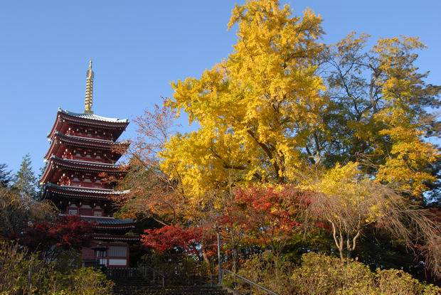 本土寺五重塔と大銀杏