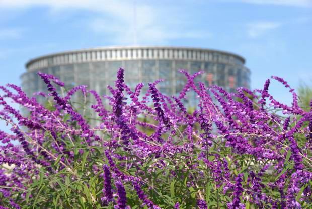 千葉市花の美術館