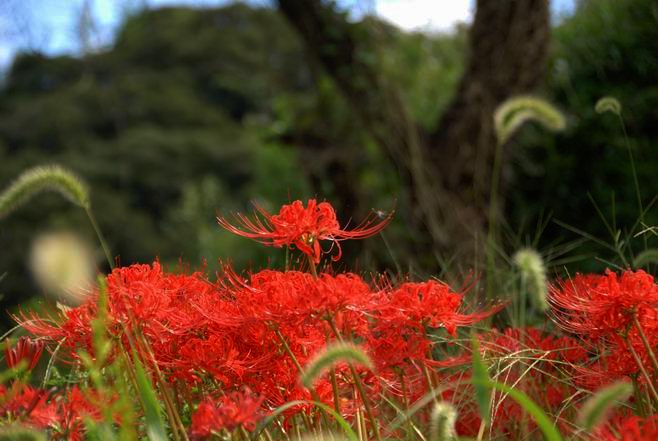 曼珠沙華