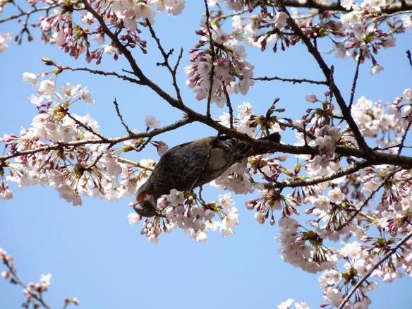 桜とヒヨドリ